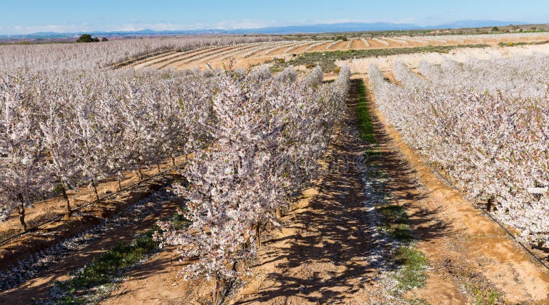 Blooming cherry trees in the fields over blue sky in spring royalty free stock photos