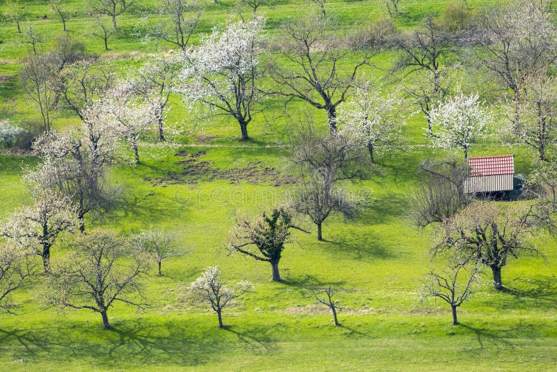 Blossoming trees at spring time stock photos
