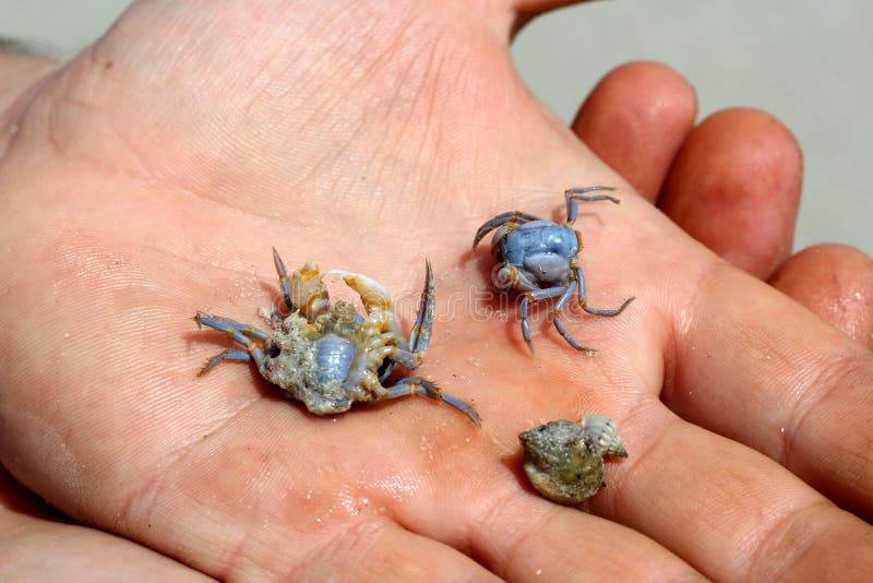 baby blue crab