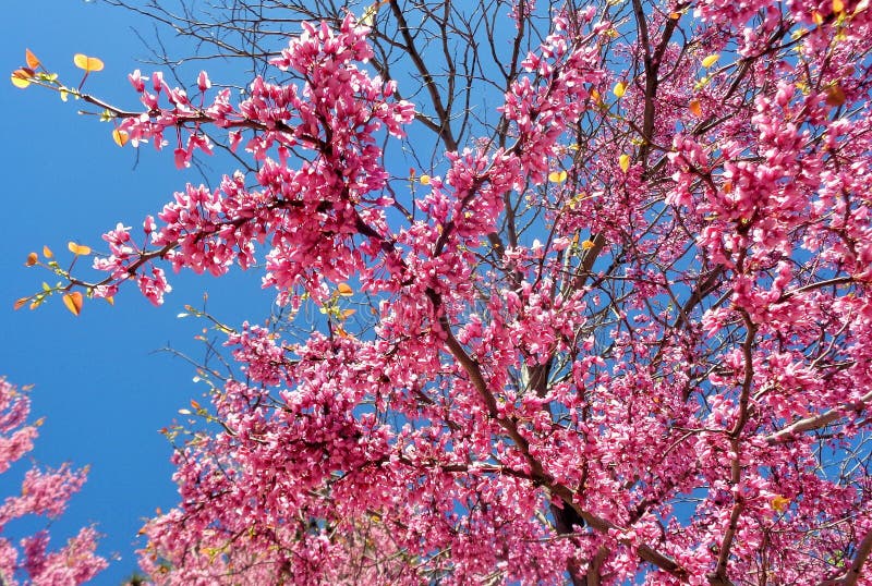 California Red Bud Cercis Occidentalis Tree in Spring Sunshine