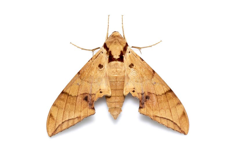 Image of brown moth Ambulyx Iiturata isolated on white background. Butterfly. Animal. Insect