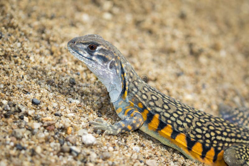 Image of Butterfly Agama Lizard Leiolepis Cuvier Stock Photo Image of