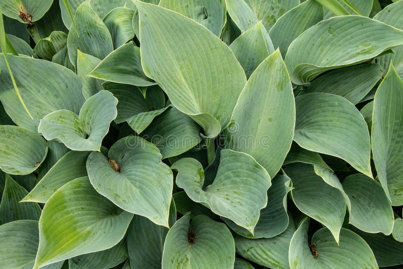 Image of Cana Lillie royalty free stock photos