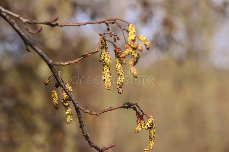 Catkins growing on a tree stock photo. Image of branch 185898550