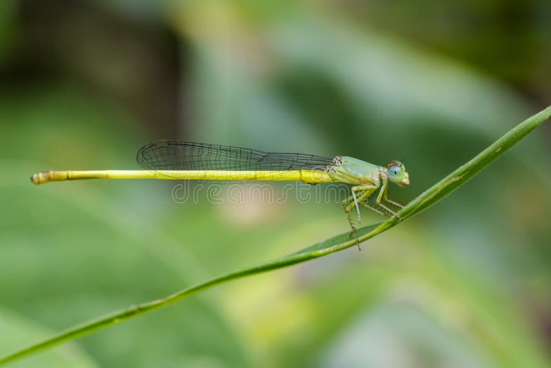 Image of Ceriagrion coromandelianum dragonfly & x28;male& x29; on green le