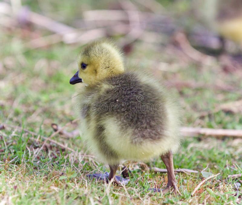 Image of a Chick of Canada Geese on a Grass Stock Image Image of