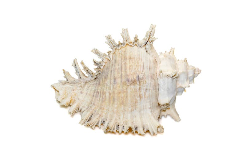 Image of chicore us ramosus, common name the ramose murex or branched murex, is a species of predatory sea snail, a marine gastropod mollusk in the family Muricidae. Undersea Animals. Sea Shells.