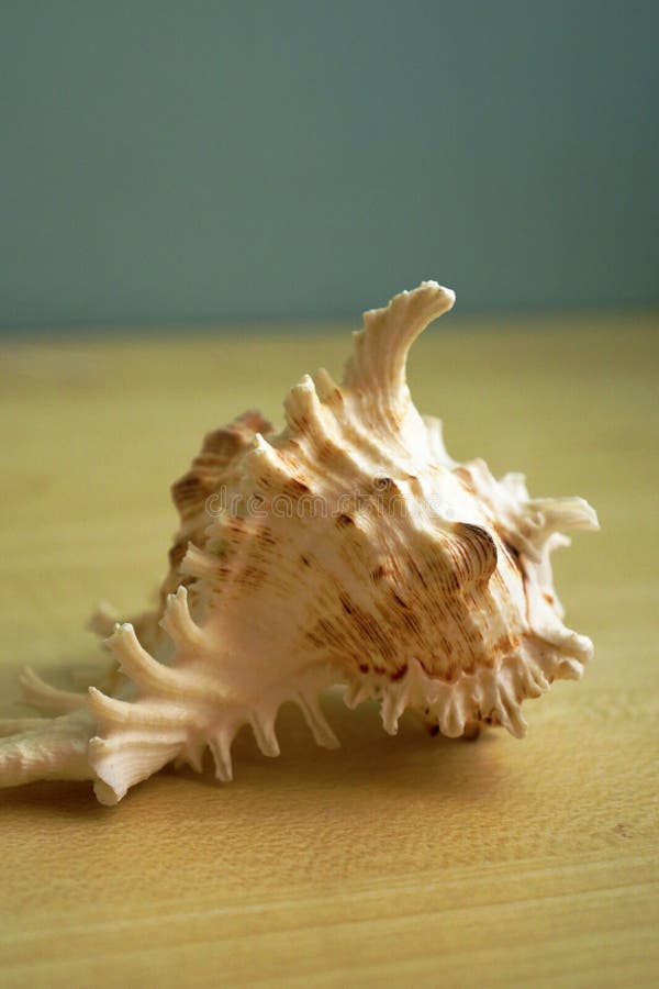 Image of chicore us ramosus, common name the ramose murex or branched murex, is a species of predatory sea snail, a marine. Image of chicore us ramosus, common name the ramose murex or branched murex, is a species of predatory sea snail, a marine.
