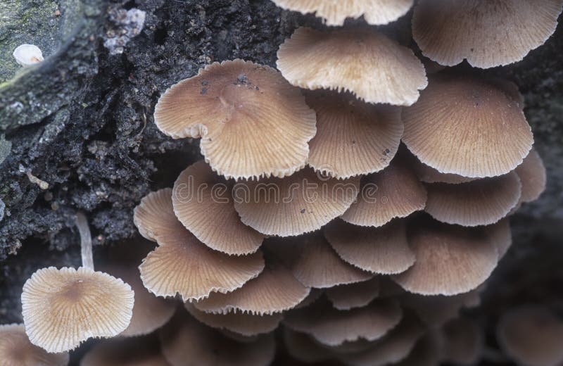Close shots of the tiny Psathyrella piluliformis fungi on the decay tree trunk. stock photo