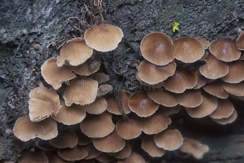 Close shots of the tiny Psathyrella piluliformis fungi on the decay tree trunk. royalty free stock photo