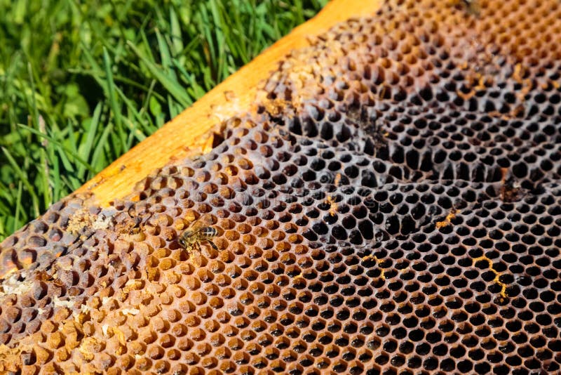 Image of an Old in Closeup Stock Photo Image of orange