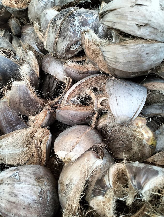 Image of coconut fiber for processing roast chicken in Bali and for making handircrafts royalty free stock images.