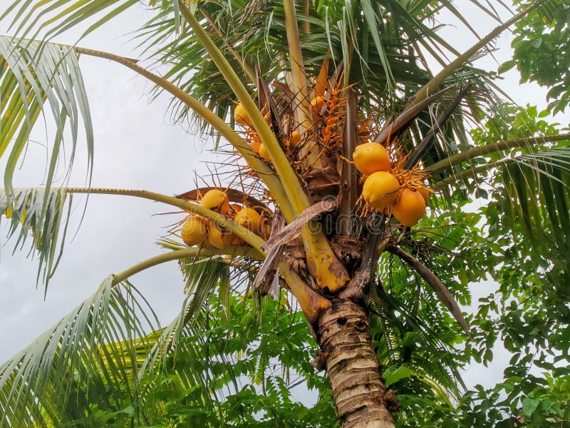 Malayan Yellow Coconut Tree Stock Photo - Image of produce, vegetation ...