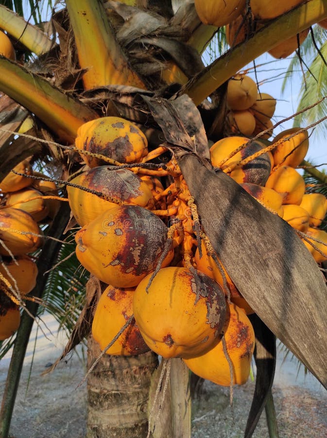 An image of coconuts on the tree