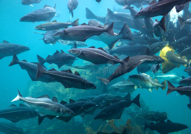 Cods at Aquarium royalty free stock image Cods at Aquarium royalty free stock image