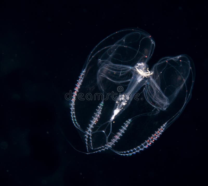 Image of a Comb Jellyfish at Night. Stock Image Image of dark