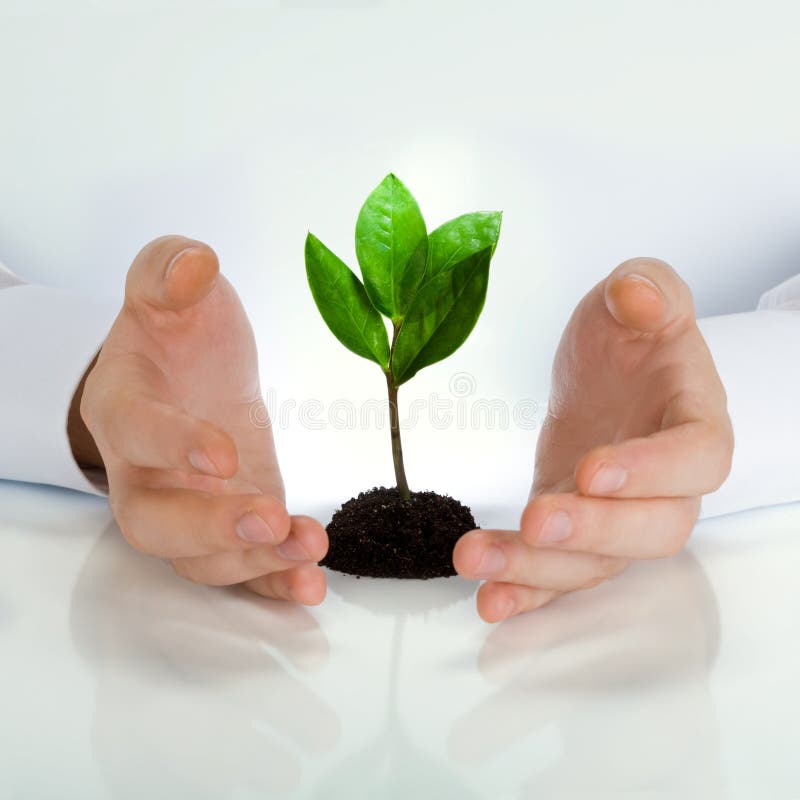 Image of green plant between business man�s hands placed on a white table. Image of green plant between business man�s hands placed on a white table