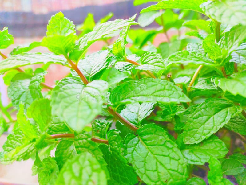 Green leafy plants of pudina