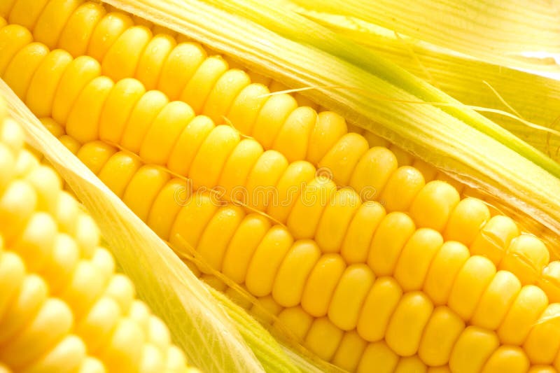 Image of Corn ears royalty free stock image Image of Corn ears royalty free stock image