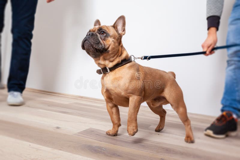 cute bulldog royalty free stock photos cute bulldog royalty free stock photos