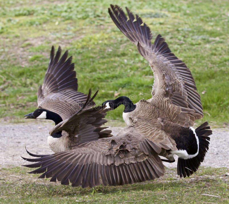 Image d'isolement avec un combat entre deux oies de Canada photos stock Image d'isolement avec un combat entre deux oies de Canada photos stock