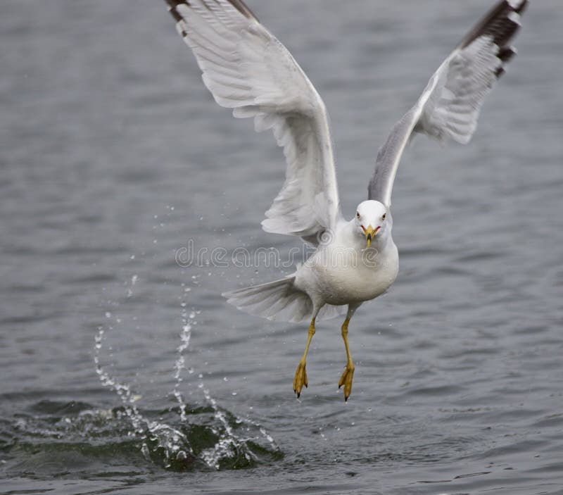 Image d'isolement d'une mouette décollant de l'eau photos libres de droits Image d'isolement d'une mouette décollant de l'eau photos libres de droits