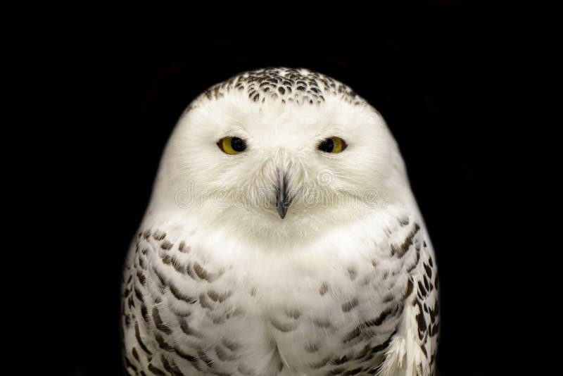 Image of an owl on black background. Birds. Wild Animals. Image of an owl on black background. Birds. Wild Animals.