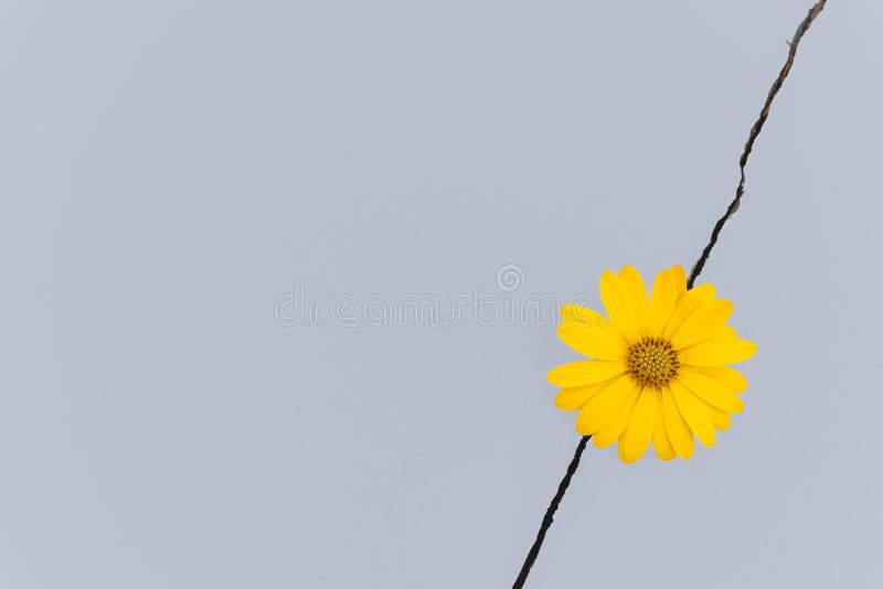 Image of a daisy in a gap stock photo. Image of fresh 263003762