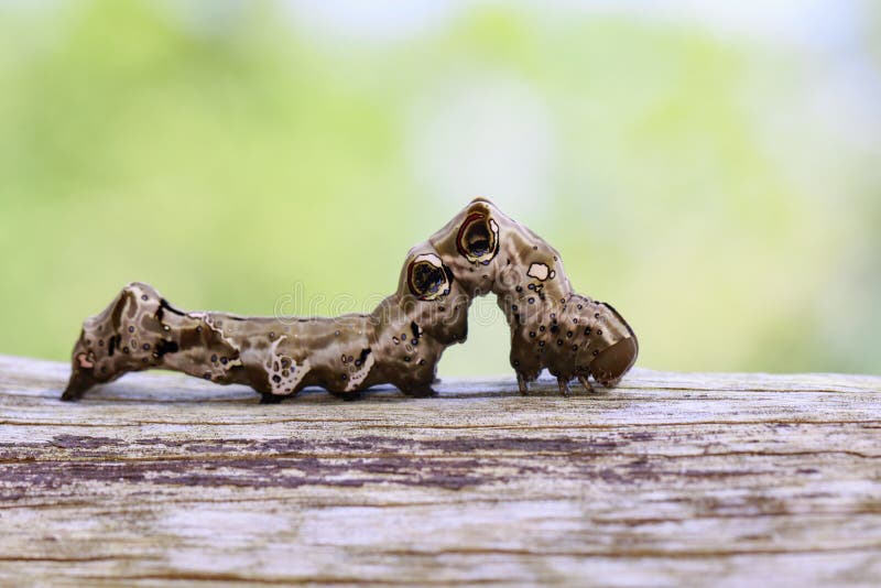 Image de chenille brune sur le bois de construction sec brun insecte Animal photos libres de droits Image de chenille brune sur le bois de construction sec brun insecte Animal photos libres de droits