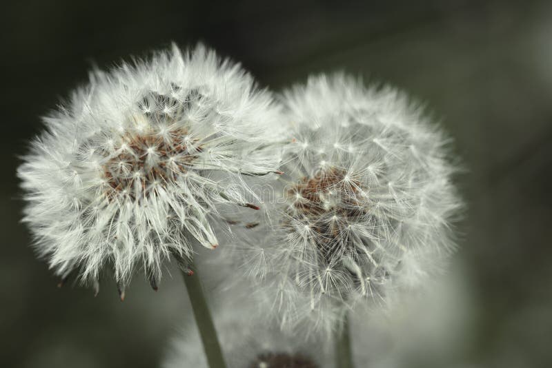 Image de flore et de faune dans le macro images libres de droits Image de flore et de faune dans le macro images libres de droits