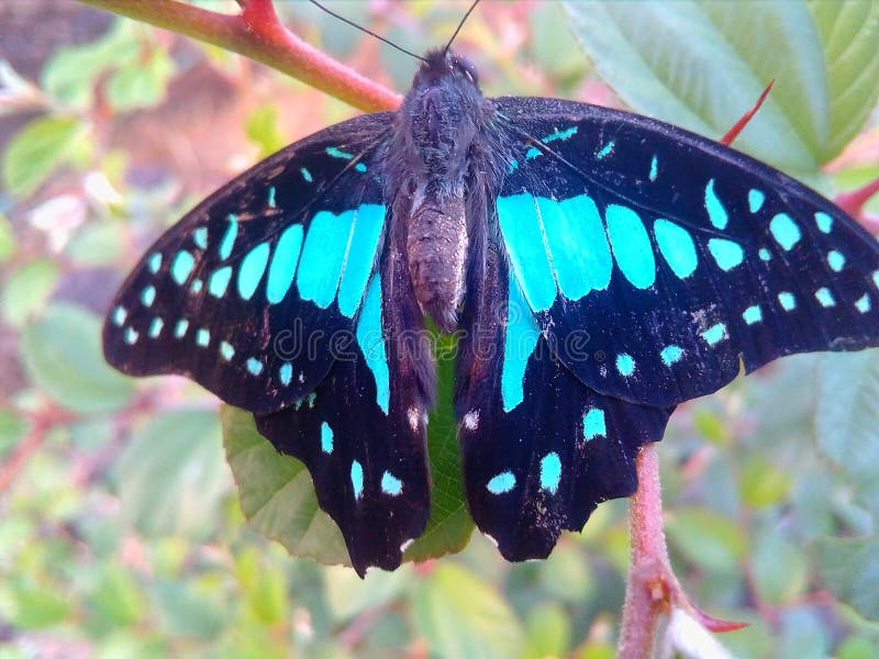 Image de papillon bleu photos libres de droits Image de papillon bleu photos libres de droits