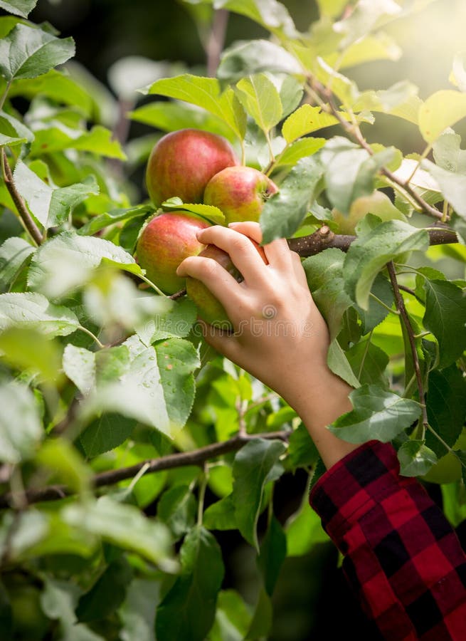 Image de plan rapproché de main femelle sélectionnant la pomme rouge fraîche de la branche d'arbre images stock Image de plan rapproché de main femelle sélectionnant la pomme rouge fraîche de la branche d'arbre images stock