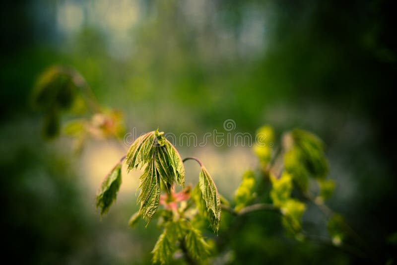 Image of dead wilted plant