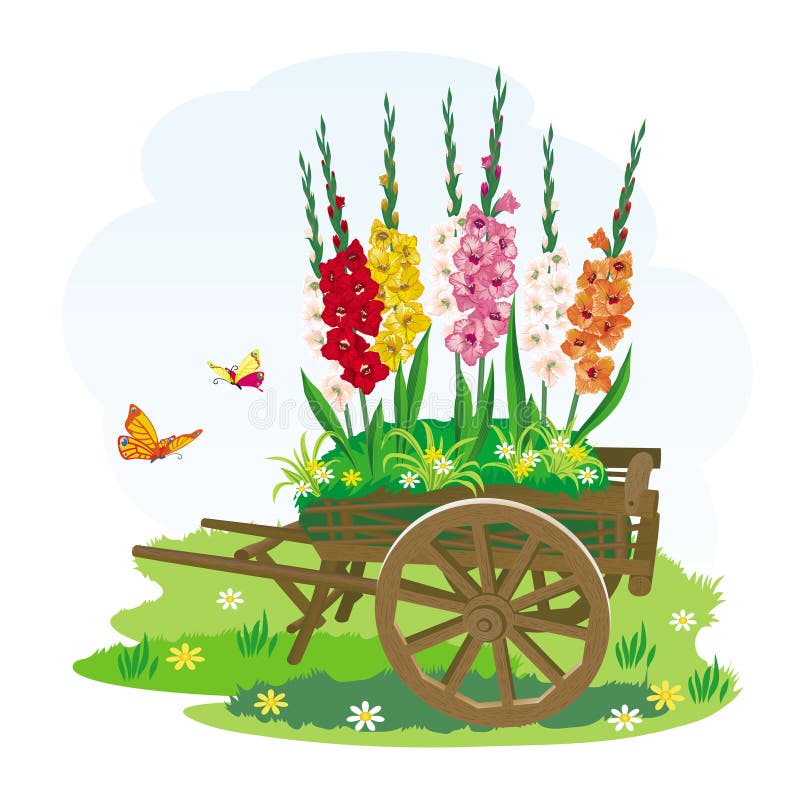 Download Image Of Decorative Garden Wheelbarrow With Beautiful Flowers Stock Illustration - Illustration ...