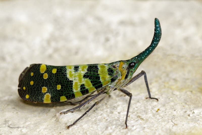 Image des viridirostris Westwood, 1848 de Pyrops sur le plancher photo stock Image des viridirostris Westwood, 1848 de Pyrops sur le plancher photo stock