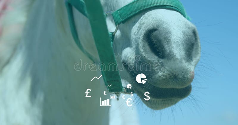 Image of diagrams and currency symbols over horse royalty free stock images