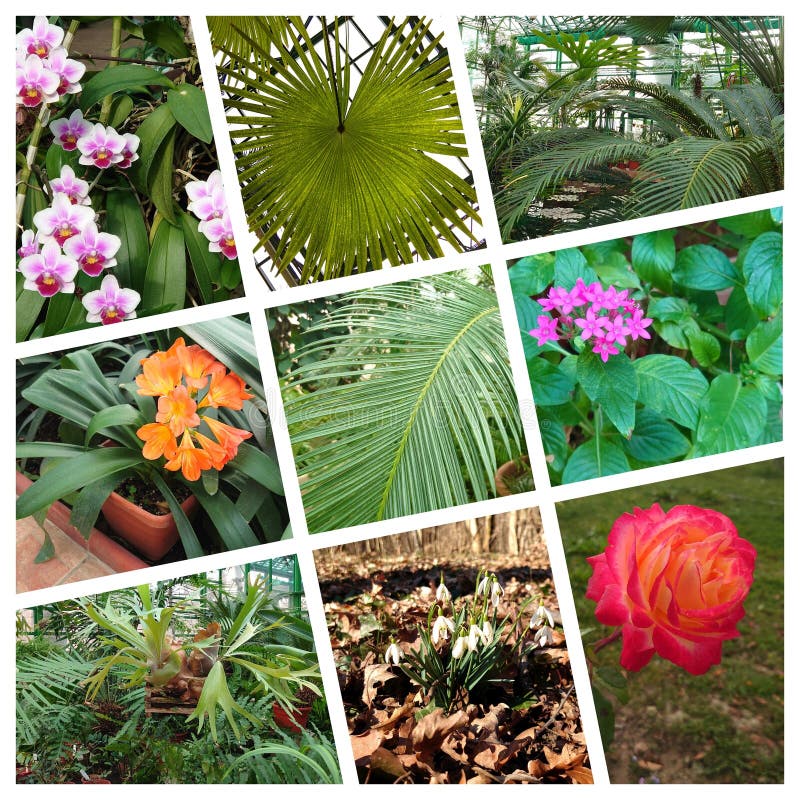Image of different plants in the Bucharest botanical garden royalty free stock photo