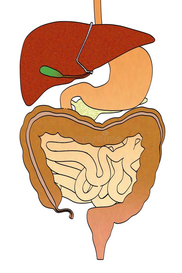 Image of digestive system stock illustration. Illustration of system