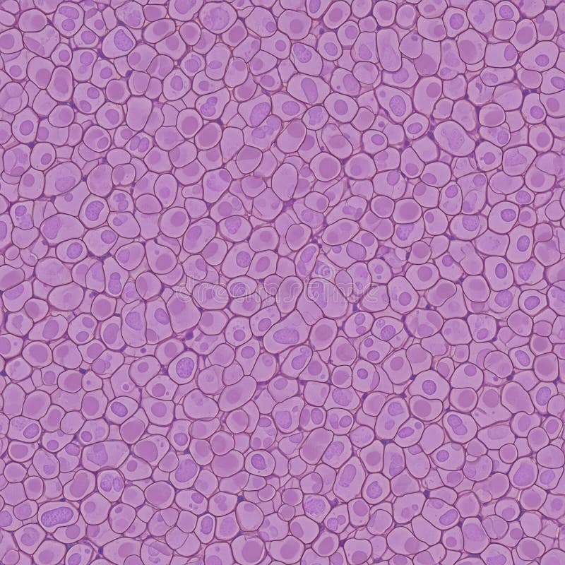 Microscopic view of tightly packed biological cells. stock images