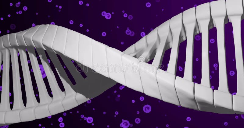 Image of dna over purple cells on violet background. Human biology, anatomy and body concept digitally generated image. Code division stock images, royalty-free photos and pictures