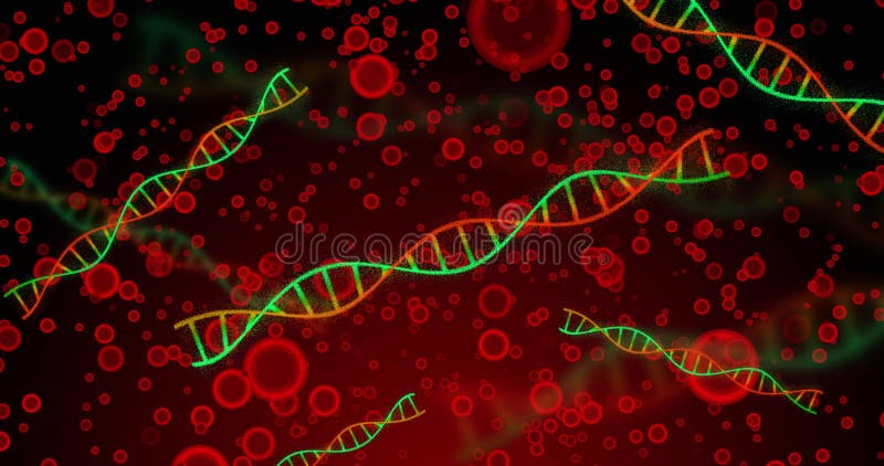 Image of dna over red cells on red background. Human biology, anatomy and body concept digitally generated image. Code division stock images, royalty-free photos and pictures