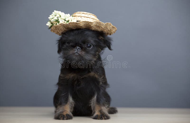 dog flower hat