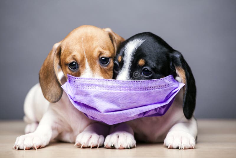 Dog wearing a face mask stock image. Image of coronavirus 176820745