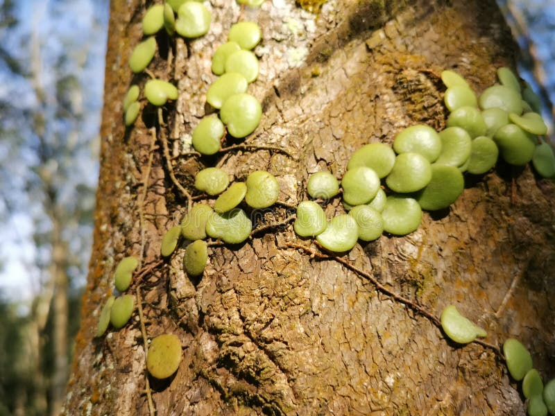 The Dragon S Scale Fern Crawling on the Tree Bark. Stock Photo Image