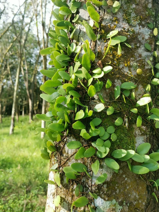 The Dragon S Scale Fern Crawling on the Tree Bark. Stock Image Image