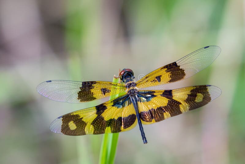 Image of a dragonfly Rhyothemis variegata.