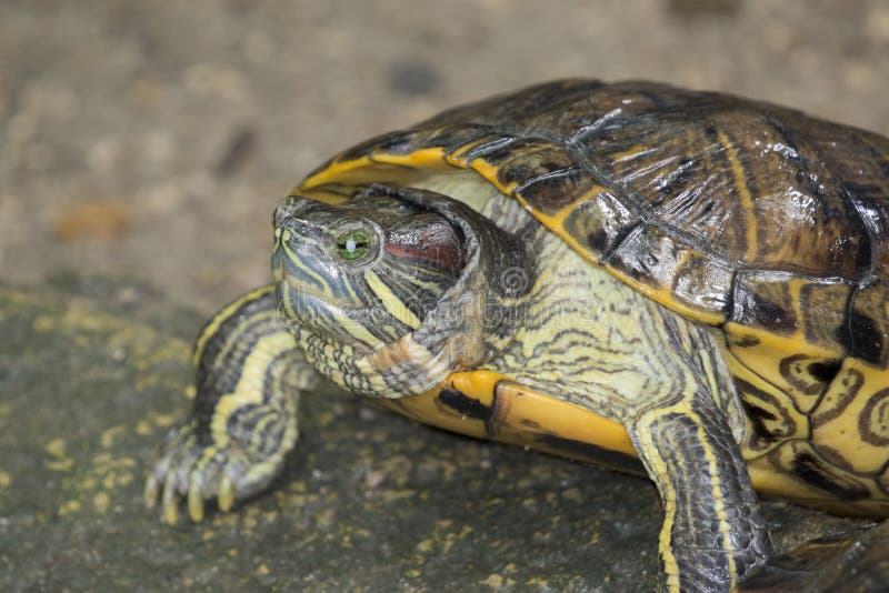 Image of an eastern chicken turtle.