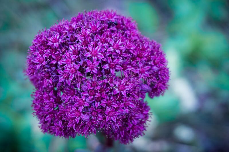 Image en gros plan d'une fleur ultra-violette image stock Image en gros plan d'une fleur ultra-violette image stock