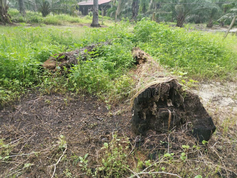 The fallen decompose tree trunk on the ground royalty free stock photography