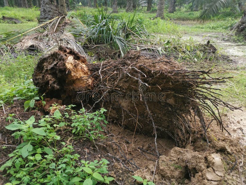 The fallen decompose tree trunk on the ground stock photography